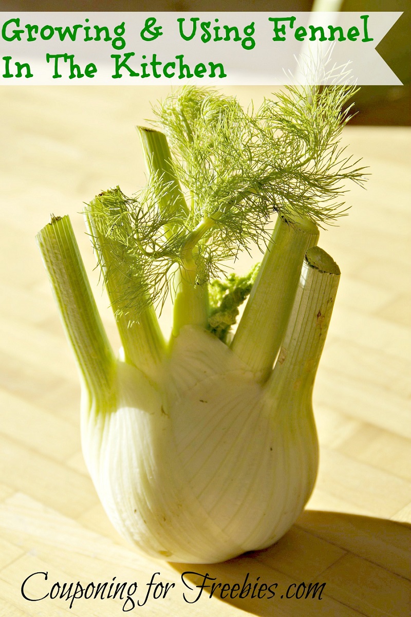 Growing and Using Fennel in Your Kitchen